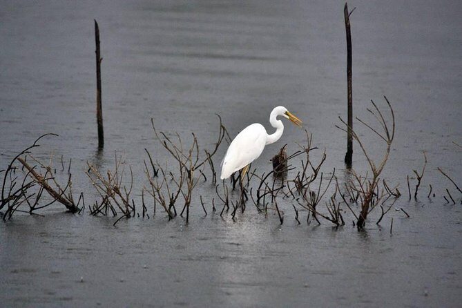 Exclusive : Muthurajawela Bird Watching Tour - Key Points