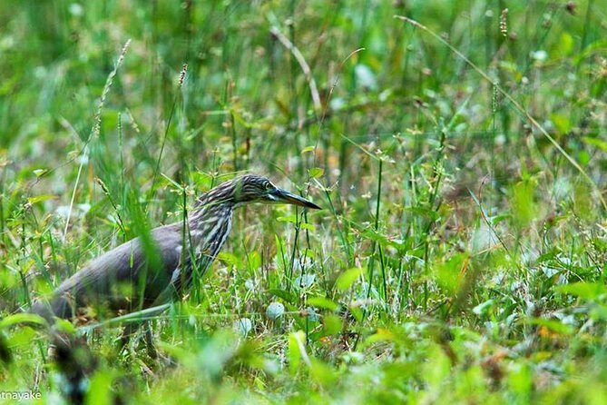 Exclusive : Muthurajawela Bird Watching Tour - Final Thoughts: Is This Tour Worth It?