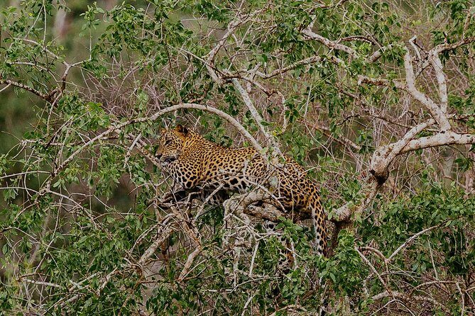 Exclusive : Overnight Leopard Safari with Luxury Glamping - The Final Morning: Nature Walks and Reflecting on the Wilds