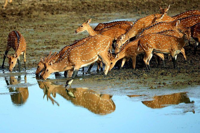Exclusive : Overnight Leopard Safari with Luxury Glamping - Who Is This Tour For?