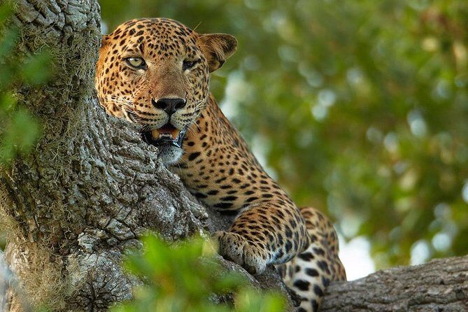 Exclusive : Overnight Leopard Safari with Luxury Glamping - The Sum Up