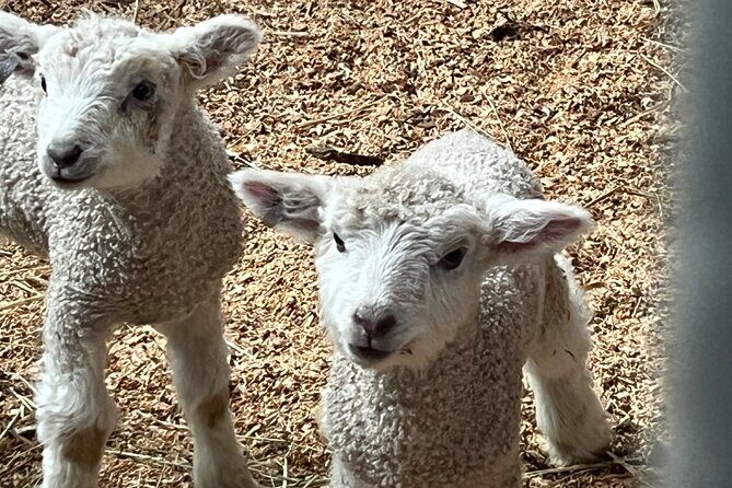 Exclusive Private Colonial Williamsburg Walking Tour by a Local - Who Will Love This Tour?