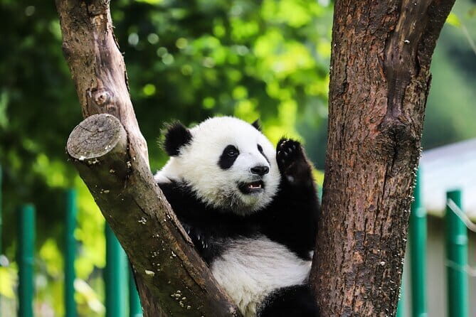 Exclusive Private Day Tour with Giant Pandas and Leshan Buddha - What’s Included and What’s Not?