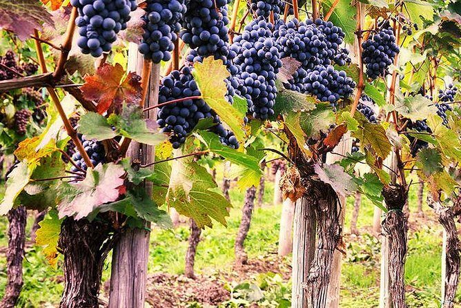 Exclusive Private Tuk-Tuk Tour: Visit to a Sardinian Winery - Final Thoughts: Worth It for the Right Traveler