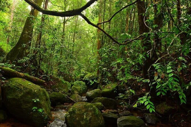 Exclusive Rainforest Tour Capped with a Refreshing Waterfall Dip - Key Points