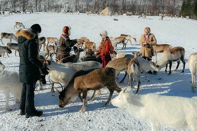 Exclusive Reindeers Experience in small groups, Tromso - Warm Welcome and Authentic Sámi Hospitality