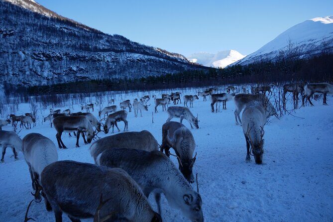 Exclusive Reindeers Experience in small groups, Tromso - Souvenir Shopping and Additional Tips