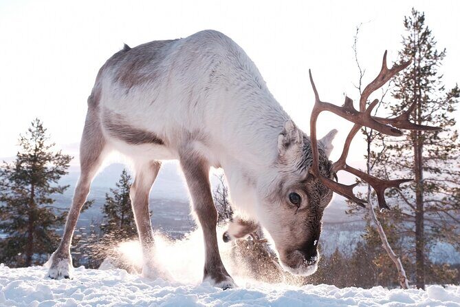 Exclusive Reindeers Experience in small groups, Tromso - Group Size, Price, and Overall Value