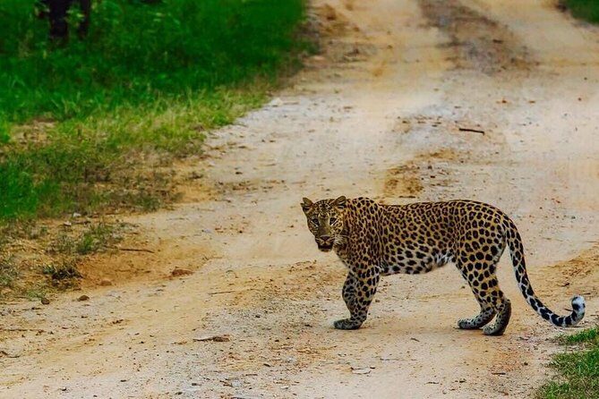 Exclusive Safari at Jhalana Leopard Park Including Transfers - A Honest Look at the Jhalana Leopard Park Safari Tour