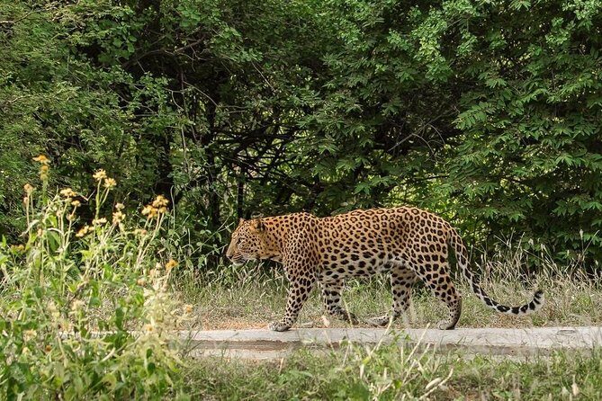 Exclusive Safari at Jhalana Leopard Park Including Transfers - Who Will Love This Safari?