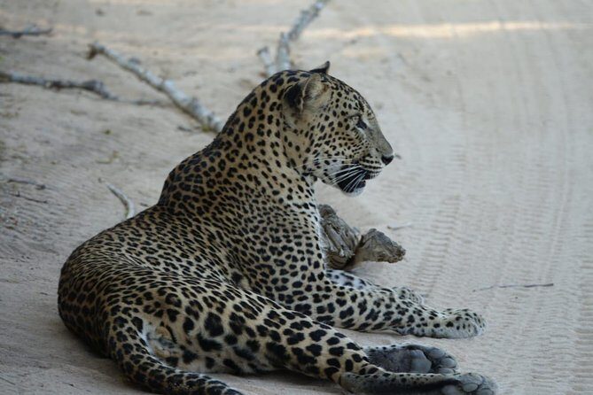 Exclusive Safari at Jhalana Leopard Park Including Transfers - The Sum Up