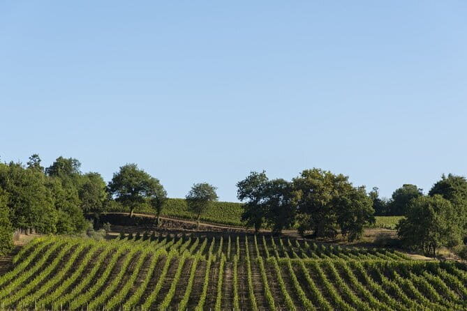 Exclusive Tuscan Pinot Noir, Land of Medici Family - Final Thoughts — Who Is This Tour Best For?