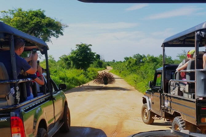 Exclusive : Udawalawe Safari & Elephant Transit Visit with Lunch - Key Points