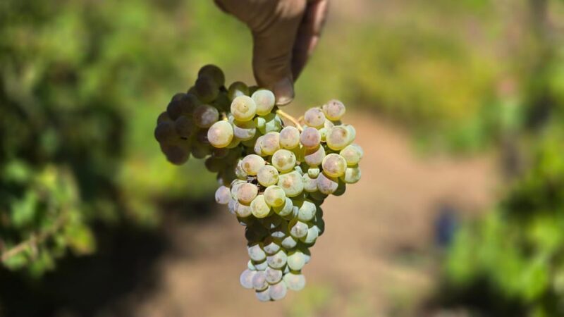 Exclusive Vinho Verde (Green Wine) experience & lunch - The Journey Through Portugals Hidden Wine Treasure