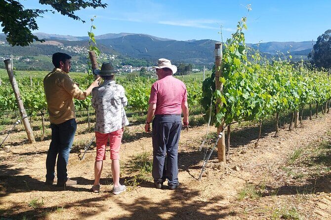 Exclusive Vinho Verde (Green Wine) experience & lunch - Key Points