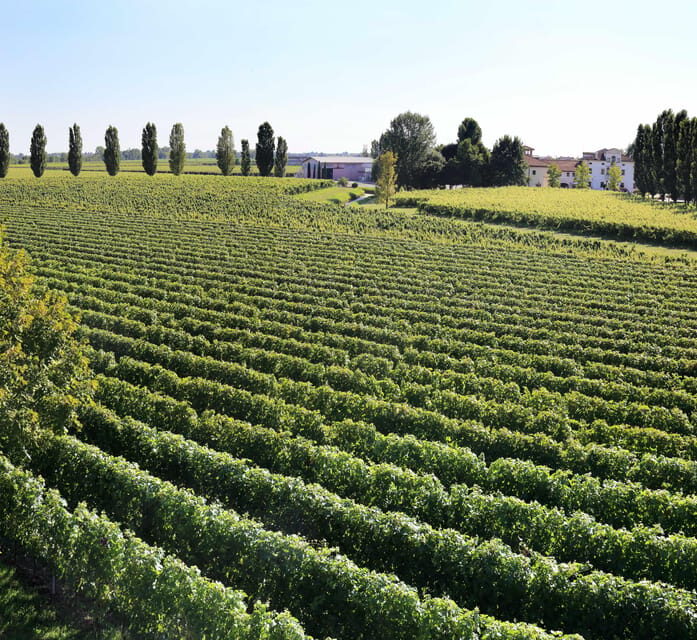 Exclusive Wine Experience: Venetian Best Vineyards - The Sum Up