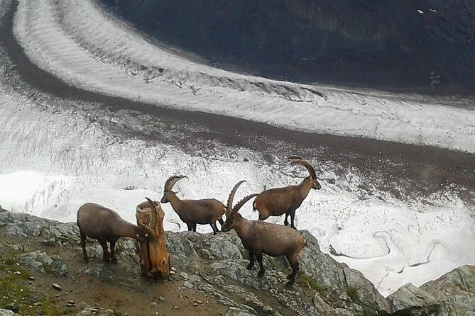 Exclusive Zermatt and Matterhorn: Small Group Tour from Basel - What Makes This Tour Stand Out