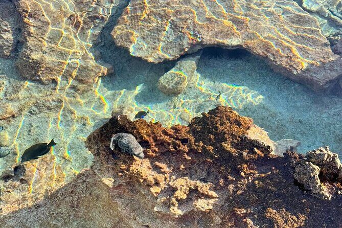 Excursion The Blue Lagoon and Reef Island - What’s Included and What to Keep in Mind