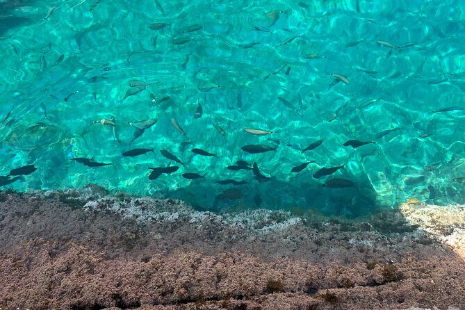 Excursion to Cala Salada, Punta Galera and Cala Saladeta paddle surf - A Deep Dive into the Experience