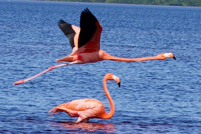 Excursion to Celestun Biosphere and Beach Day from Merida - Exploring the Excursion to Celestún Biosphere and Beach Day from Mérida