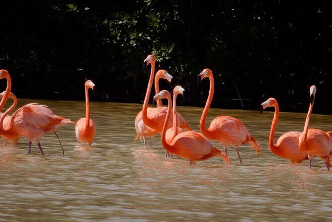 Excursion to Celestun Biosphere and Beach Day from Merida - Key Points