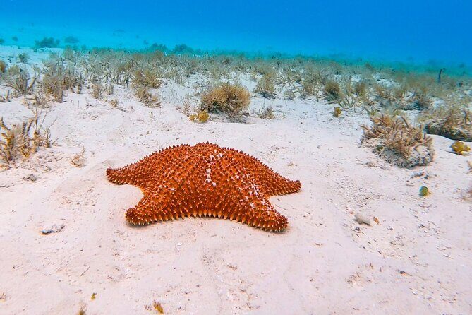 Excursion to Cozumel from Cancun - What to Expect on This Cozumel Excursion