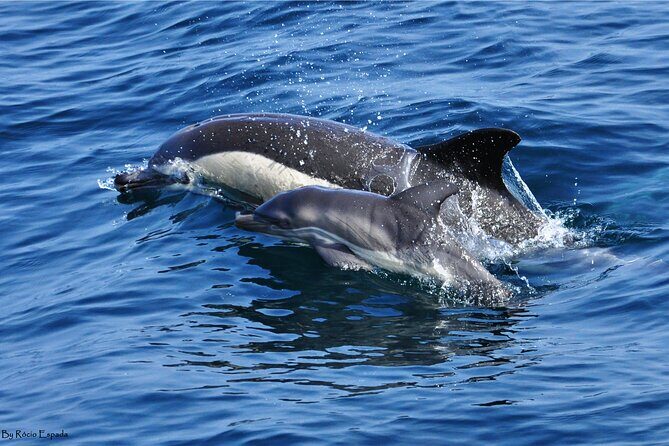 Excursion to Gibraltar with Dolphin Watching from Malaga - Practical Details and Considerations