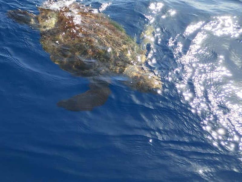 Excursion to see the whales - 3 Hours - FAQ