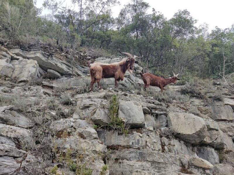 Excursion to the Vésubie Valley from Nice - Key Points