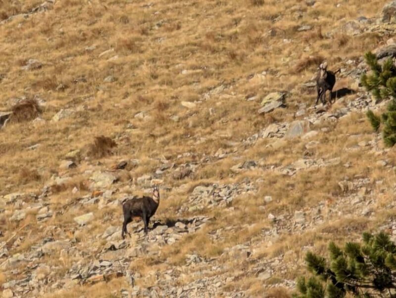 Excursion to the Vésubie Valley from Nice - Value and Practical Considerations