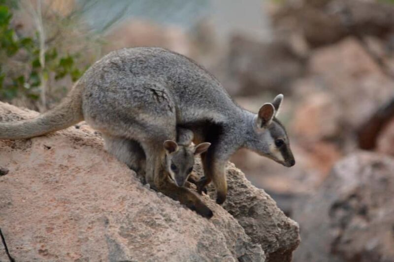 Exmouth: Full day Ningaloo in a Day tour - Analyzing the Value