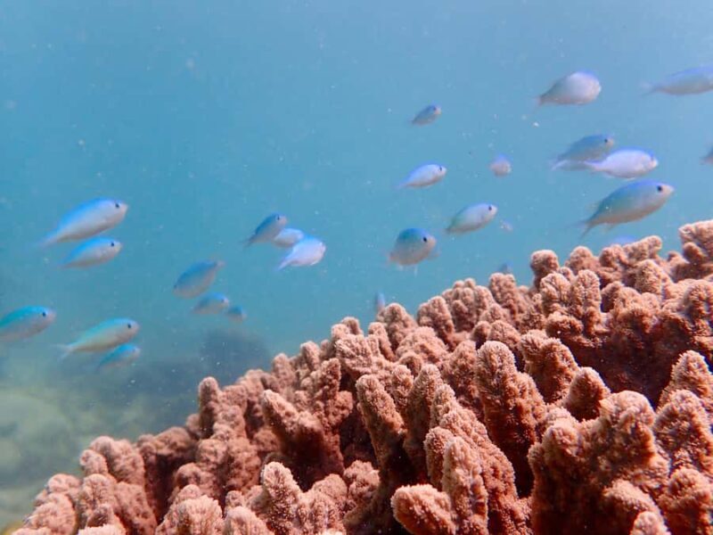 Exmouth: Half Day Coral by Kayak tour - Key Points