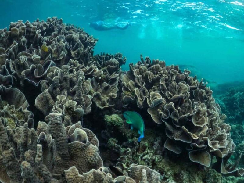 Exmouth: Half Day Coral by Kayak tour - What Travelers Say