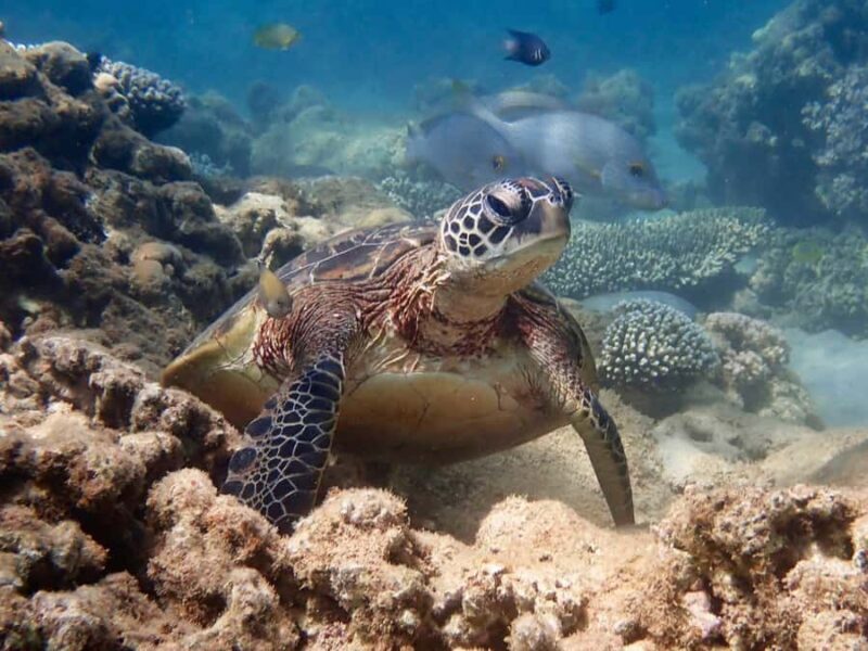 Exmouth: Half Day Turtle Kayak & Snorkel Tour - Key Points