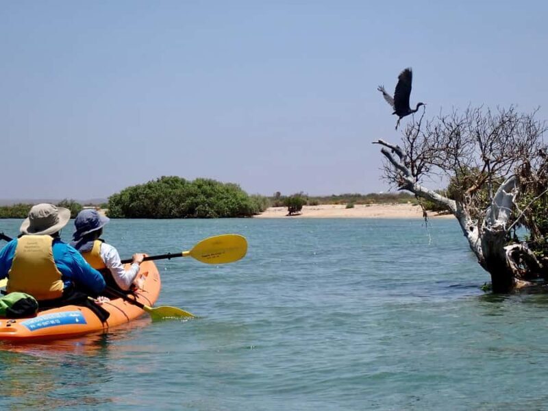 Exmouth: Half Day Turtle Kayak & Snorkel Tour - The Small Group Advantage and Guided Support