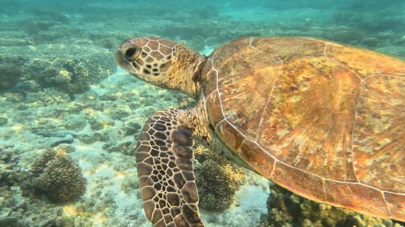 Exmouth: Ningaloo Semi-Submersible Glass Bottom Boat Tour - Why This Tour Might Be Just Right for You