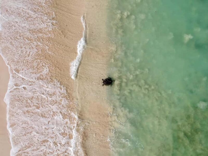 Exmouth: Summer Sunset Turtle Watching and Stargazing Tour - Getting Up Close with Nesting Turtles