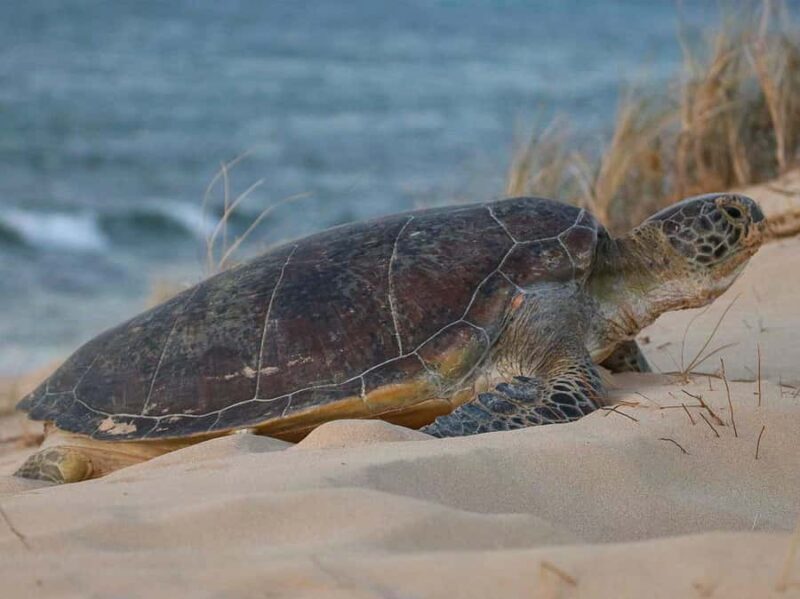 Exmouth: Summer Sunset Turtle Watching and Stargazing Tour - Practical Details and Value