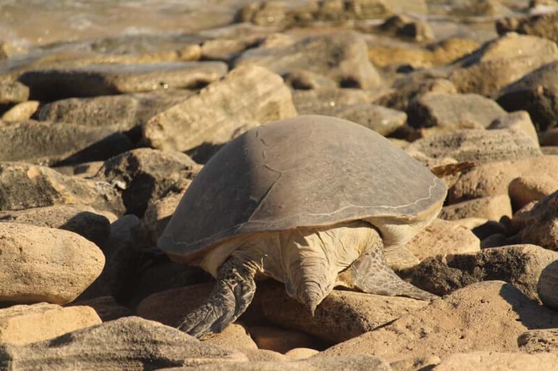 Exmouth: Summer Sunset Turtle Watching and Stargazing Tour - Who Will Love This Tour?