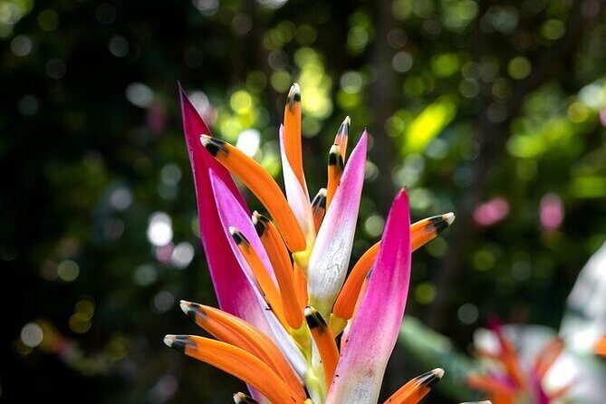 Exotic Garden EN Rancho Ecoturístico - Introduction: What to Expect from the Rancho Ecoturístico Tour