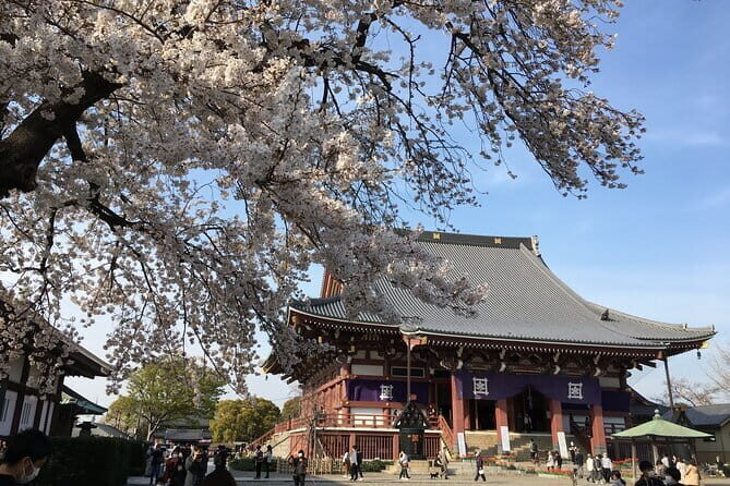 Experience a day Like a Local: Miso-soup Making & Sakura Viewing - Key Points