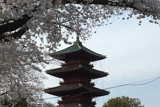 Experience a day Like a Local: Miso-soup Making & Sakura Viewing - Who Will Love This Tour?