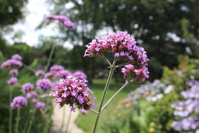 Experience Authentic Belgian Cuisine: Cooking Lesson and Meal with a Ghent Local - FAQ
