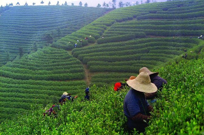 Experience Chengdu: Private Tea-Making Day Tour of Mengdingshan Tea Plantation - An In-Depth Look at the Tour Experience