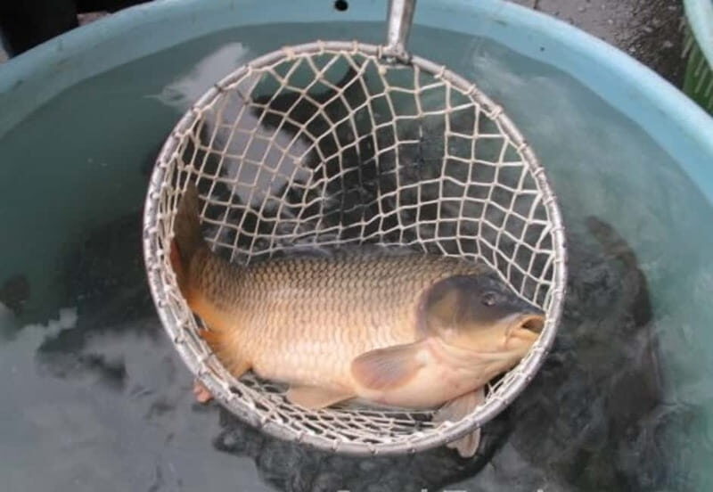 Experience Christmas Shopping In Prague - An In-Depth Look at the Tour Experience