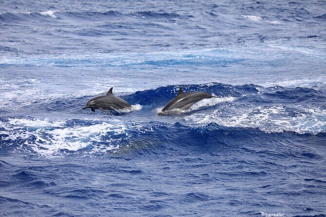 Experience Guam Dolphin Cruise - An In-Depth Look at the Guam Dolphin Cruise Experience