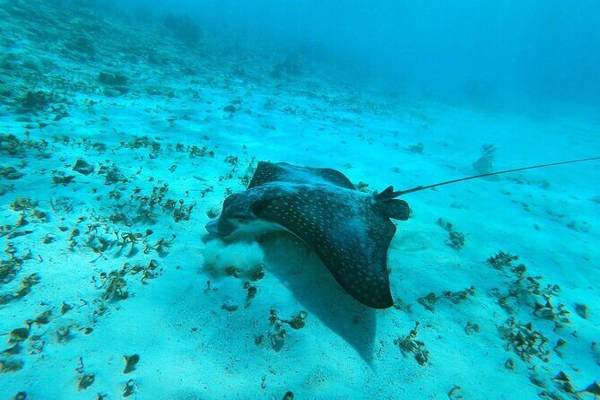 Experience Guided Snorkeling in Costa Maya - Key Points