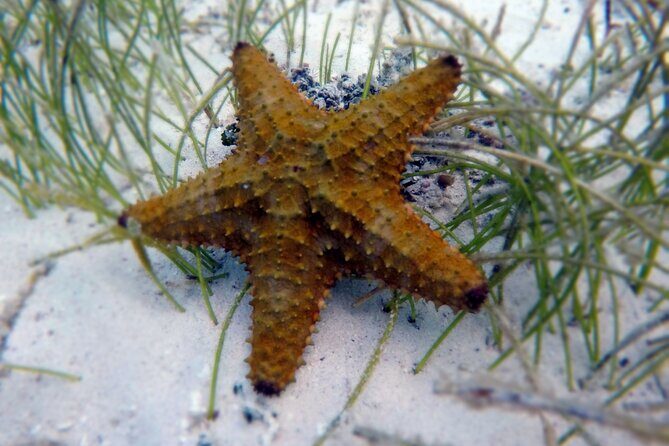 Experience Guided Snorkeling in Costa Maya - The Practicalities