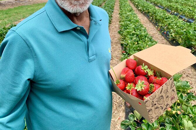 Experience Hahndorf & Barossa: Gourmet lunch, Wine, Beer & Treats - Who Is This Tour Best For?