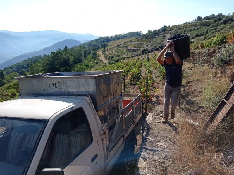 Experience in Pinhão: Wine Tasting, Lunch and Rabelo Boat - Who Would Enjoy This Tour Most?